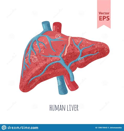 Human Liver Anatomy Vector Illustration Stock Vector Illustration Of