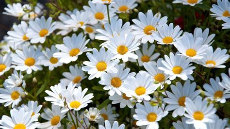 Daisy Wallpapers Top Free Daisy Backgrounds Wallpaperaccess