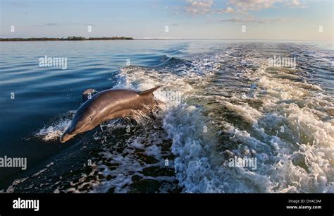 Two Bottle Nosed Dolphin Jumping In A Boats Wake With One Of The