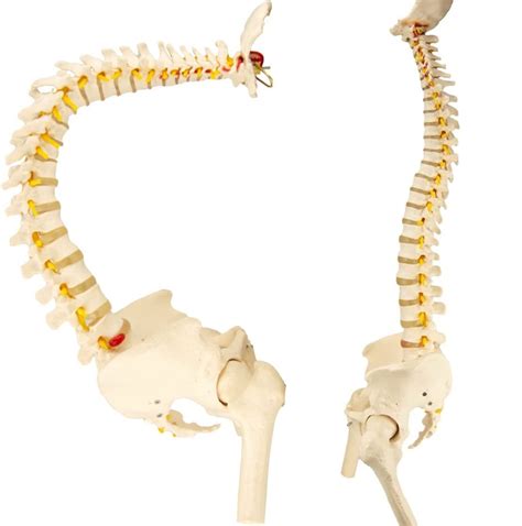 Buy Uigjiog Medical Model Of The Human Spine Cm Flexible Spinal Cord Model With Stand