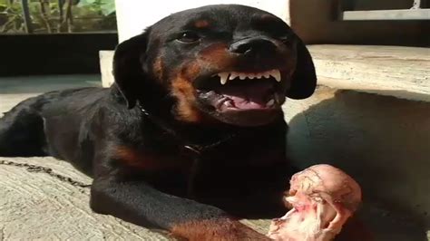 Rottweiler Gets Angry Youtube