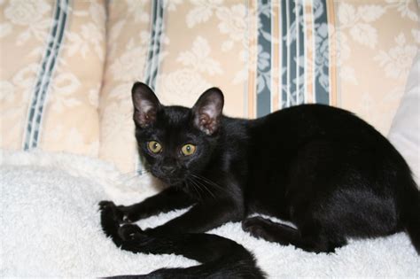 Your cat will spring back to themselves shortly after surgery and it's within their benefit to microchip them, so they can easily be located should the go missing. Bombay kittens For Sale | Wellingborough, Northamptonshire ...