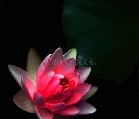 Pink White Water Lily In Pond With Lily Pad Stock Image Image Of Love
