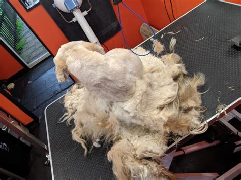 Carpet services in delaware area. De-matting : A guide to de-matting dogs. - Dirty Dingos ...