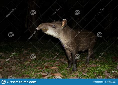 South American Tapir Tapirus Terrestris In Natural Habitat During Night