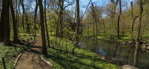 Top ten spring flower spots in central park. The Ravine | Central Park Conservancy