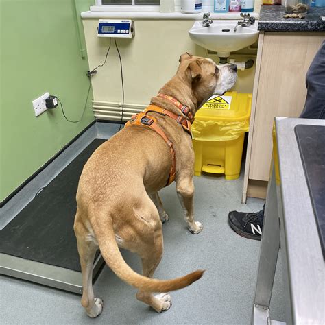 How to Make Vet Visits Less Stressful for Your Dog - On Kew Dog