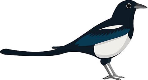 Magpie Clipart 20 Free Cliparts Download Images On Clipground 2024
