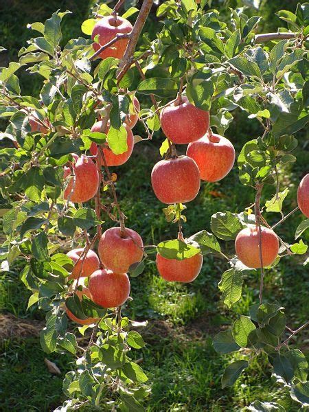 How To Grow Fuji Apple Trees Apple Tree Apple Garden Apple Tree Care