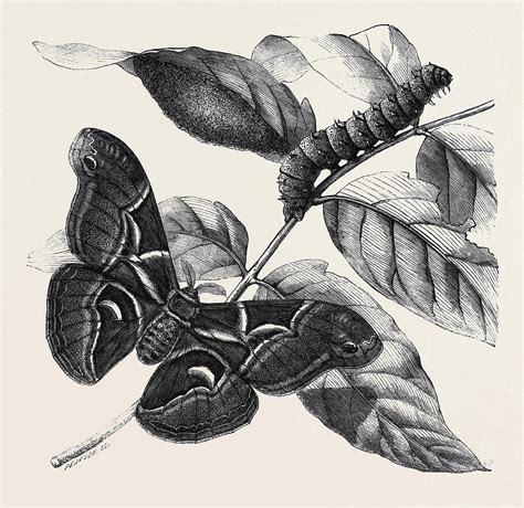 Silkworm Drawing At Explore Collection Of Silkworm
