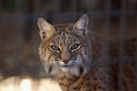 See more of bobcat company on facebook. Woman Places Wild Bobcat in Backseat 'Just Feet Away' From ...