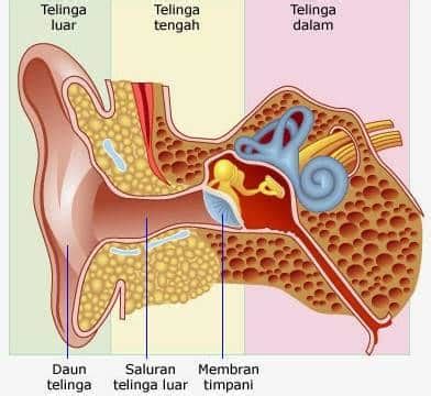 Struktur Telinga Dan Fungsinya Beserta Penjelasannya