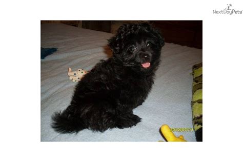 Meet Ebony A Cute Poma Poo Pomapoo Puppy For Sale For 400 Black Beauty