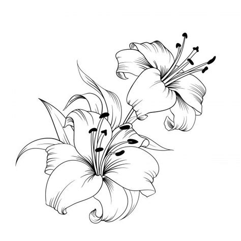 Premium Vector The Blooming Lily Flower Sketches Lilies Drawing