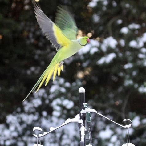 Ring Necked Parakeets In The Snow
