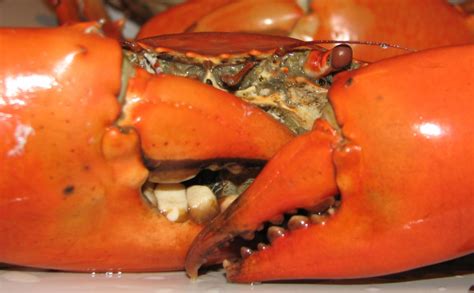 Once they die, they begin to rot and become poisonous. How to Catch, Clean, and Cook Blue Crabs | Delishably