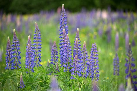 Free Picture Lupine Flower Purple Lupine Nature Summer
