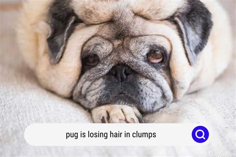 Pug Is Losing Hair In Clumps What Is To Blame