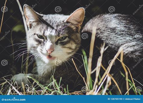Meowing Tabby Kitten Outdoors Stock Photo Image Of Domestic Feline