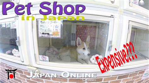 Pet Shop In Japan Are The Animals Expensive Youtube