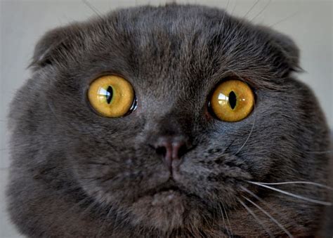 Should Scottish Fold Cats Be Banned Bbc News