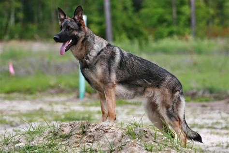 Sable German Shepherds Animals Amazing Facts And Latest Pictures The