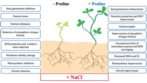 Frontiers How Does Proline Treatment Promote Salt Stress Tolerance