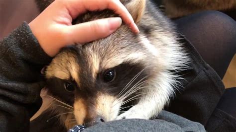 That Raccoon Cafe In Seoul Everyone Is Hyped About Youtube