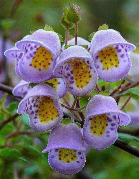 Be sure to grow these 14. Seldom seen flowers | Unusual flowers, Unique flowers ...