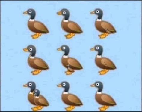 How Many Ducks Do You See Answer To The Viral Riddle