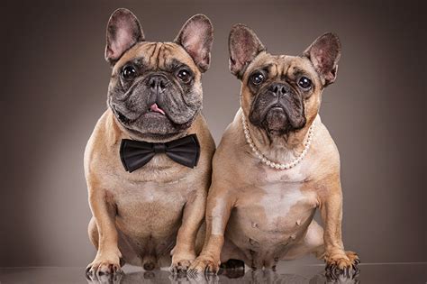 How Big Are French Bulldogs? A Guide to French Bulldog Size