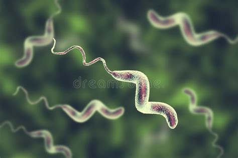 Campylobacter Bacteria The Causative Agent Of Food Infections Stock
