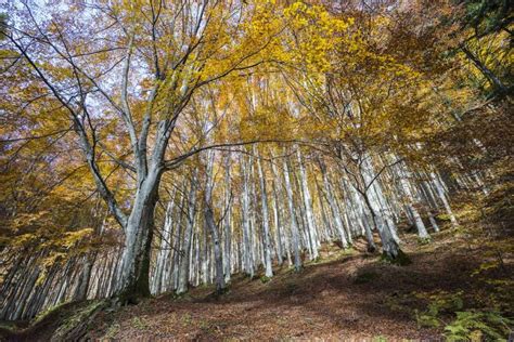 Ancient And Primeval Beech Forests In Italy Zainoo Blog