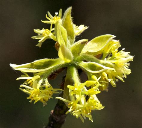 Sassafras is the common name and genus name for a group of deciduous trees in the flowering plant family lauraceae, and in particular sassafras albidum of the eastern united states. Sassafras in Bloom | A Naturalist's Journal