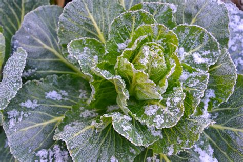 I graduated from junior college before realizing i could possibly make a career out of my skill in editing and telling stories, for. First and Last Frost Dates by Location | The Old Farmer's ...