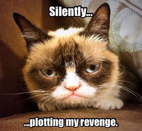 Silently Plotting My Revenge Funny Grumpy Cat Memes Grumpy Cat