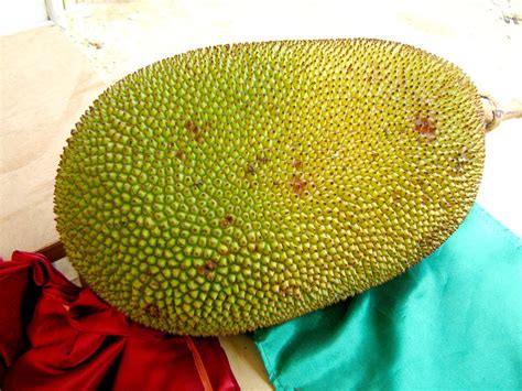 Pinoycity S Fruits And Vegetables Health Benefits Jackfruit Health Benefits And Nutritional Facts