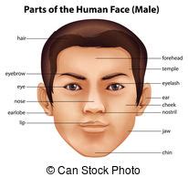 Free human face parts vector download in ai, svg, eps and cdr. Human face Vector Clipart EPS Images. 64,829 Human face clip art vector illustrations available ...