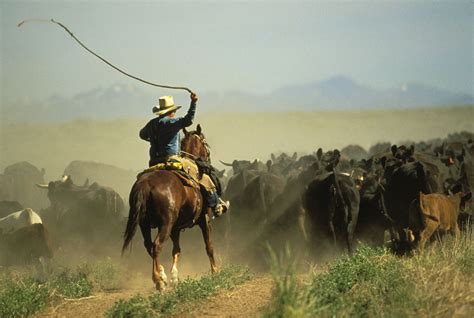 The Very Best Cattle Drive Vacations To Take In The Us