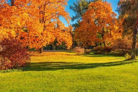 Autumn Landscape Background Autumn Maple Trees With Yellow And Red