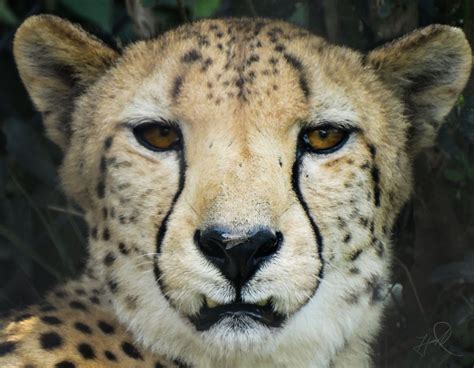 Aug 2017 African Savanna Cheetah Zoochat