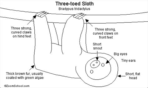 Three Toed Sloth Printout