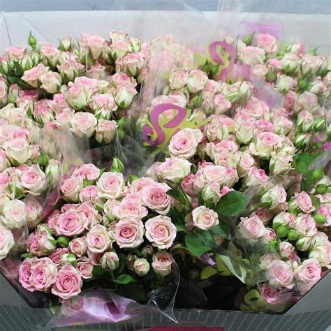 ROSE SPRAY CREAMY TWISTER 50cm 4 Wholesale Dutch Flowers Florist