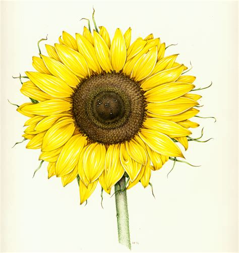 Sunflower Helianthus Annuus Lizzie Harper