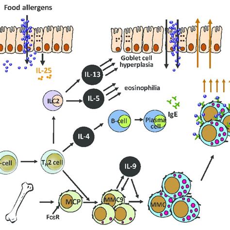 Potential Immune Mechanism Of Ige Mediated Food Allergy By