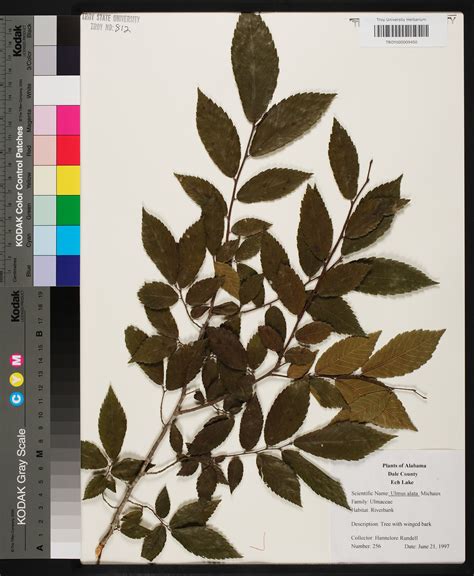 Ulmus Alata Species Page Apa Alabama Plant Atlas