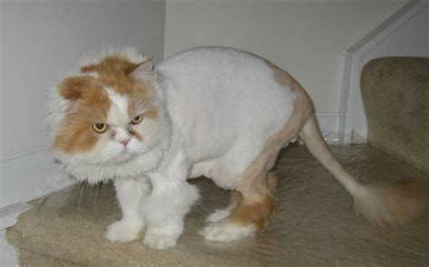 Thinking Of Shaving Your Cat And Giving Him A Lion Cut Dont Catster