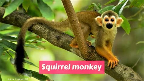 Squirrel Monkeys Saimiri Youtube