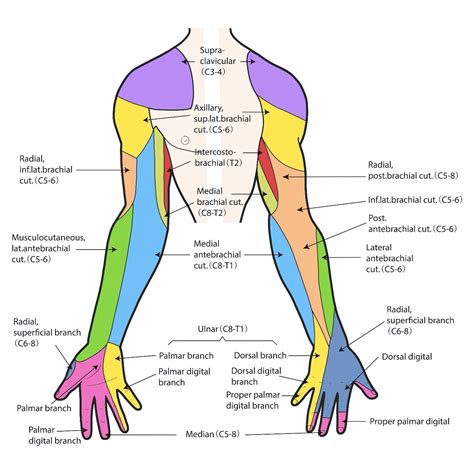 C Dermatome Damage Arm Tingling Dermatomes Chart And Map My XXX Hot Girl