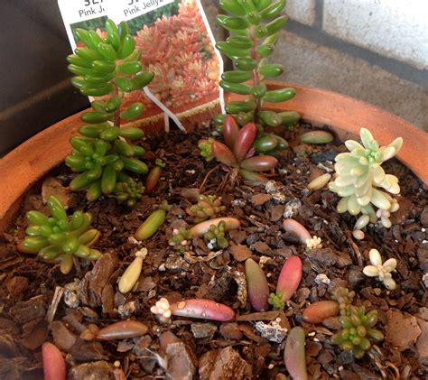 During different times of the year, seasons and different stress situations. Assortment of Sedum rubrotinctum 'Aurora' Pink Jelly Beans ...